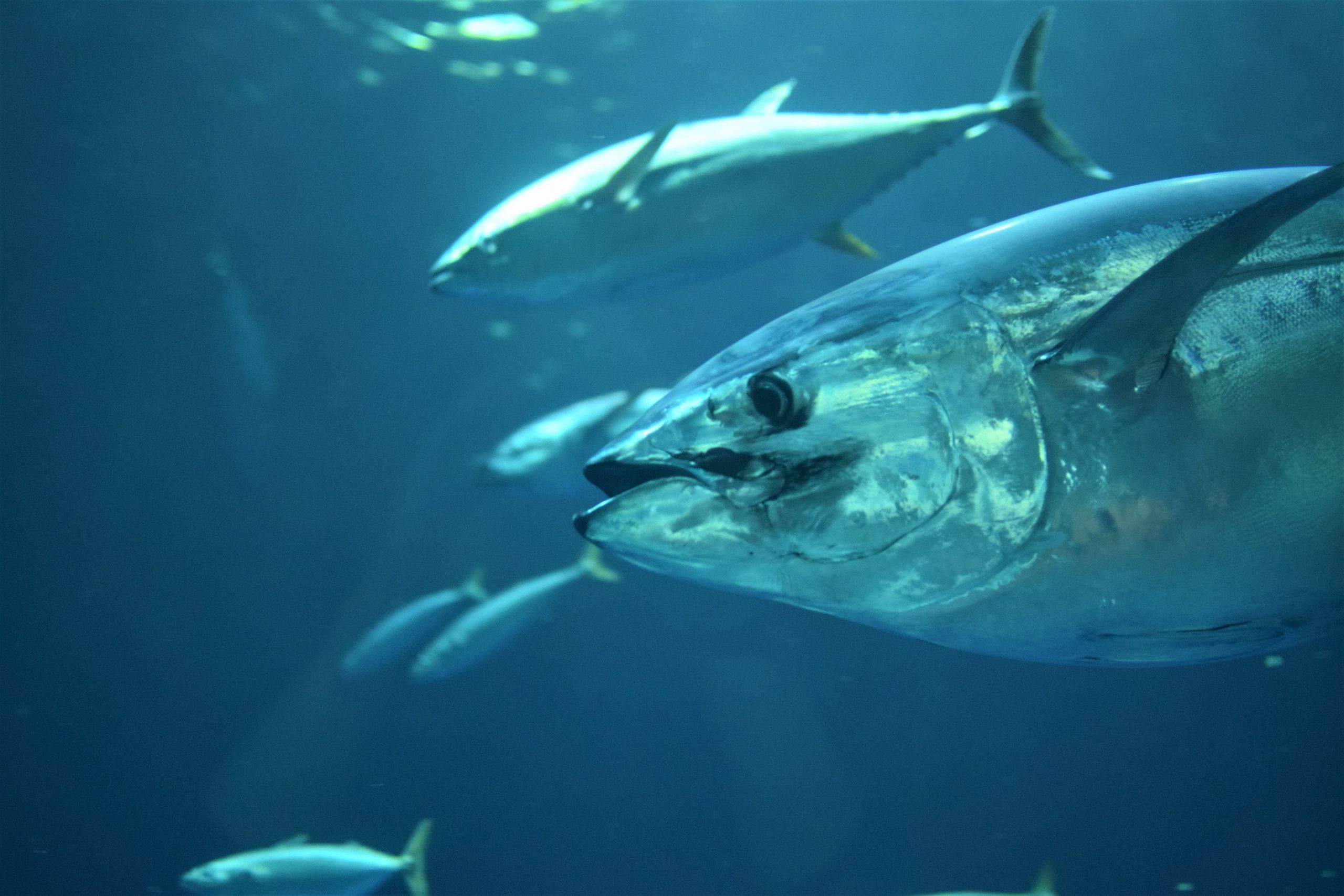 Read more about the article Bluefin Tuna, the Toughest  and Badass Fish in the Sea!